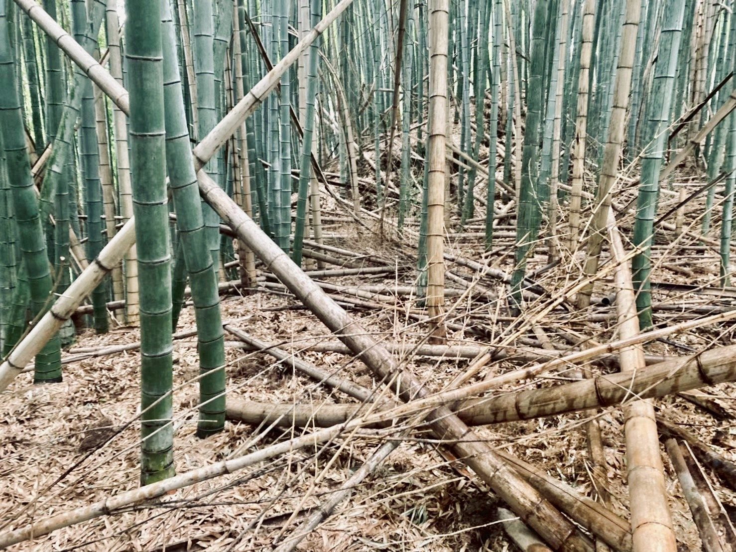 穂谷の竹林