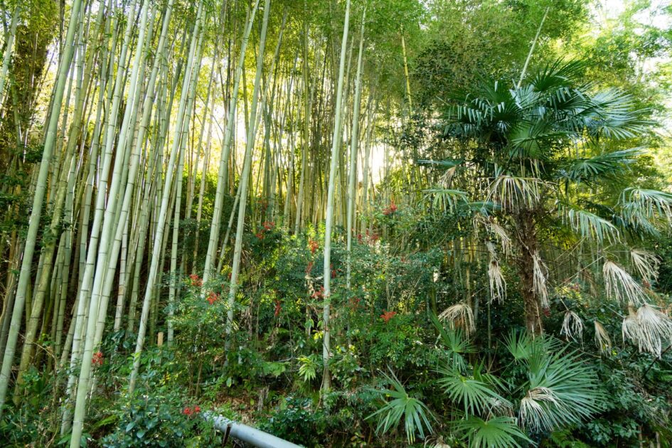 穂谷の竹林