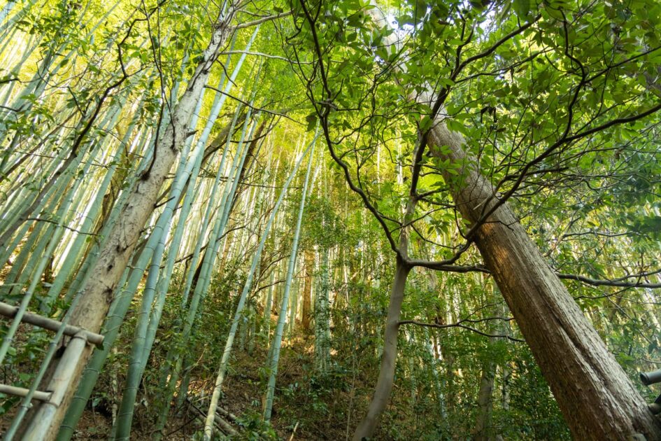 見上げる竹林